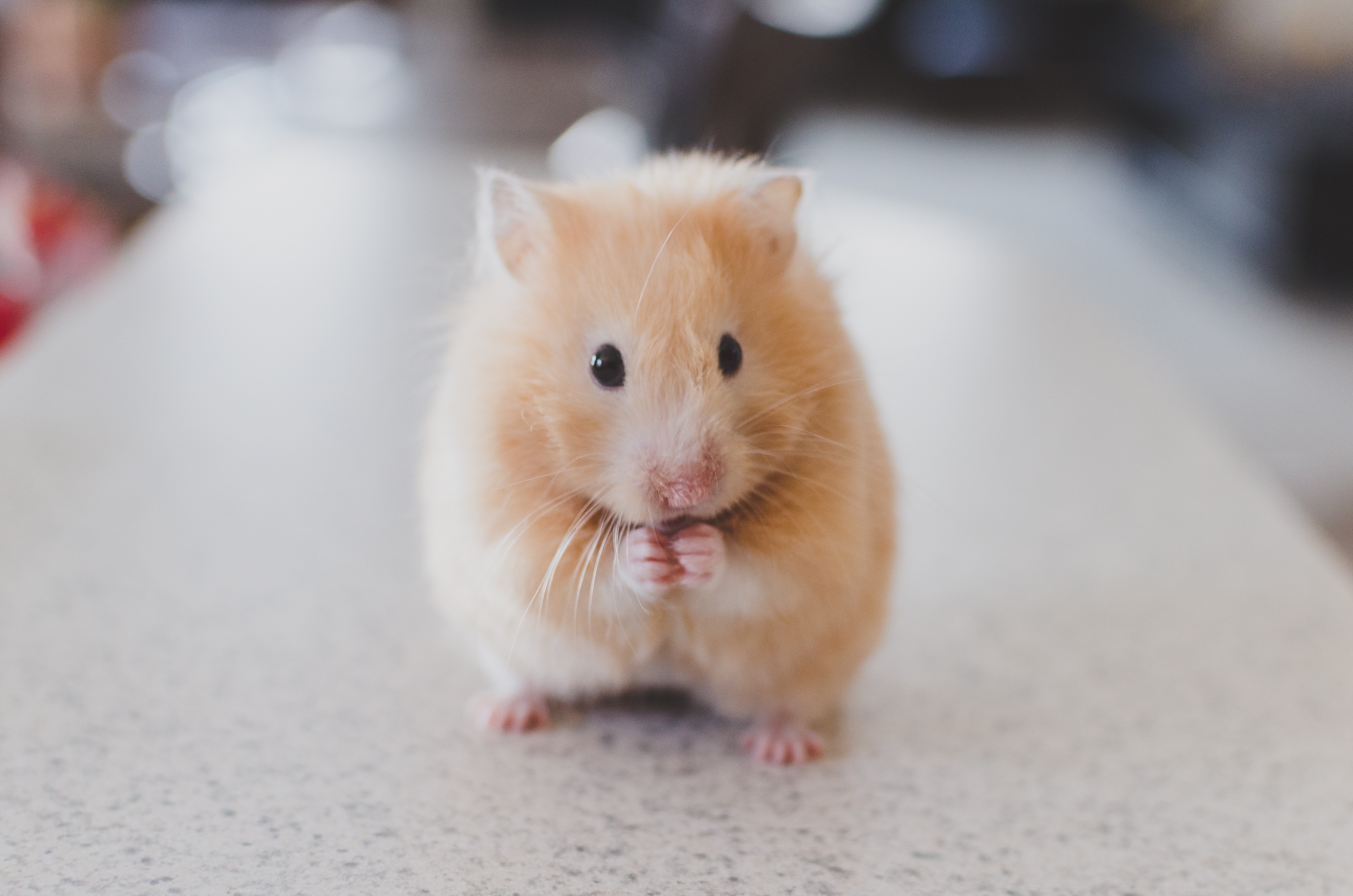 Plant Churches Like Gerbils - NewChurches.com - Church Planting, Multisite,  and Multiplication